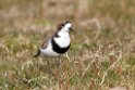 Two-babded.plover.20081108_2835