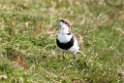 Two-banded.plover.20081108_2827