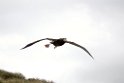 Wandering Albatross ju.20081111_3559