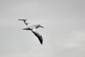 Wandering Albatross