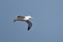 Wandering Albatross01