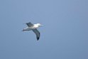 Wandering Albatross03