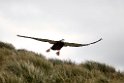 Wanderng Albatross juv