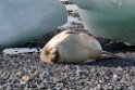 Weddell seal.Brown Bluff