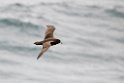 White-chinned Petrel