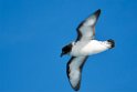 cape.petrel.20081106_1651