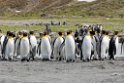 king penguin.20081113_3991