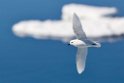 snow.petrel01.20081117_4938