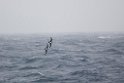 Atlantic Petrel.20081109_2980