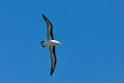 Black-browed.Albatross.20081106_1882