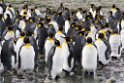 King Penguin.20081113_3811