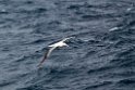 Southern Royal Albatross.20081123_6090