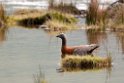 Ashy-headed goose.20081124_6596
