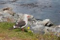 Dolphin Gull.20081125_6491