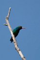 Glittering-bellied Emerald.20081101_0317