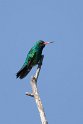 Glittering-bellied Emerald.20081101_0336