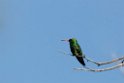 Glittering-bellied Emerald.20081127_6721