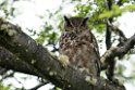 Greta horned Owl.20081124_6538
