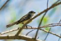 Grey-crowned Tyrannulet.20081101_0380