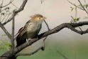 GuiraGuckoo.20081101_0261