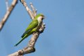 Monk Parakeet.20081101_0344