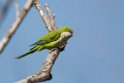 Monk Parakeet.20081101_0355
