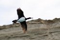 Rock Cormorant.20081104_0498