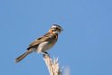 Rofous-collared Sarrow.20081127_6664