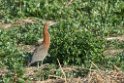 Rufescenttigerheron.20081101_0258