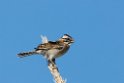 Rufous-collared Sparrow.20081127_6640