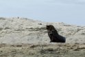 Sealion.20081104_0502