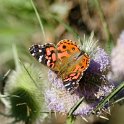 Sommerfugl01.20081127_6633