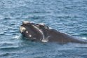 Southern.right.whale.20081104_0478