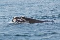Southern.right.whale.20081104_0482
