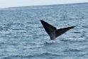 Southern.right.whale.20081104_0511