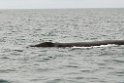 Southern.right.whale.20081104_0518