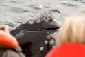 Southern.right.whale.20081104_0553
