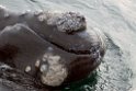 Southern.right.whale.20081104_0584