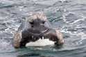 Southern.right.whale.20081104_0617