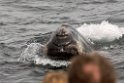 Southern.right.whale.20081104_0623