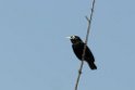 Spectacled Tyrant.20081101_0398
