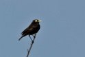 Spectacled Tyrant.20081101_0409