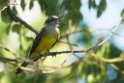 Tropica. Kingbird.20081127_6605