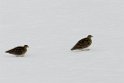 White-bellied Seedsnipe.20081125_6373