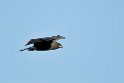 snail.kite.20081103_0710