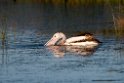 Australian Pelican.20101031_2515
