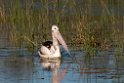 Australian Pelican.20101101_2866