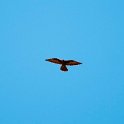 Black Falcon.20101102_3192