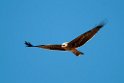 Black Kite.20101101_2554