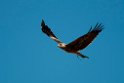 Black Kite.20101101_2558